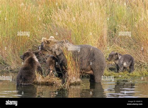 Grizzly Bear Sow With Three Cubs At Brooks River Stock Photo Alamy
