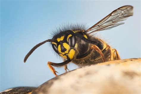 Wasp 101 And The Difference Between Wasps And Hornets Bugtech