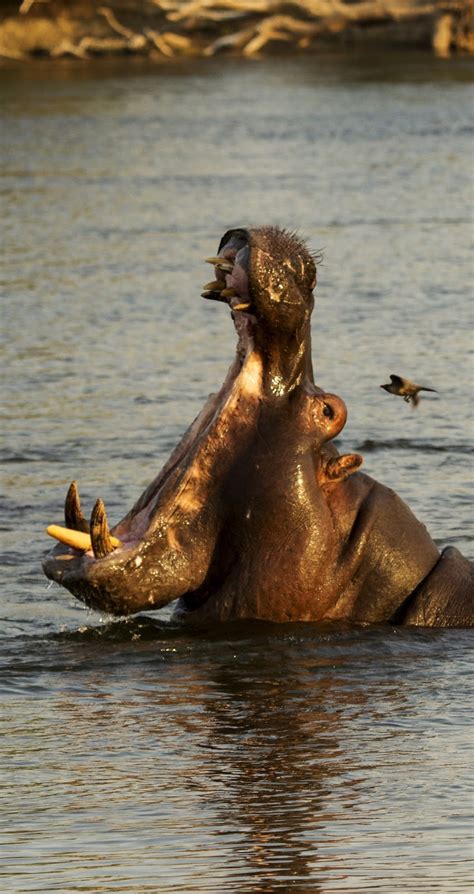 How Wide Can A Hippo Open Its Mouth About Wild Animals