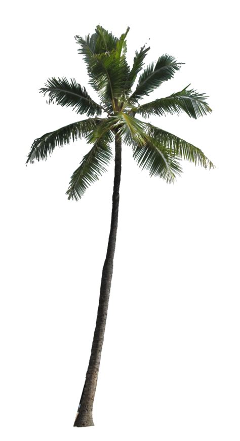Coconut Palm Tree Image Png Transparent Background Free Download