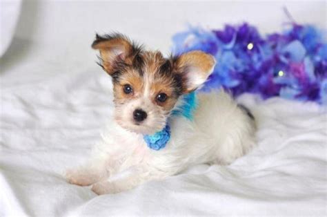 Cute Mixed Papillon And Yorkie Puppy For Adoption 14 Weeks Old For