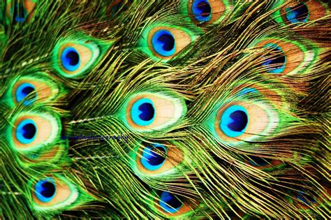 Free Download Peacock Feather Wallpapers Hd Wallpapers Pictures Images X For Your