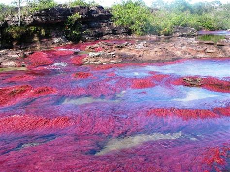 Ttls Blogs The River Of Five Colors Cano Cristales