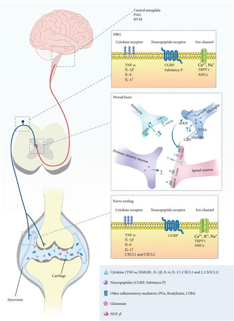 Schematic Overview Of Reported Peripheral And Central Mechanisms Of Ra