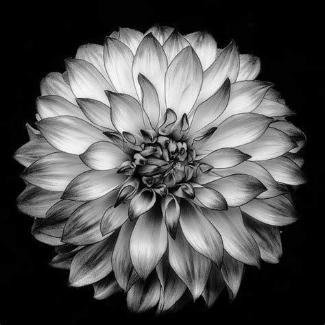 Flower Photography Dahlia Garden Black And White Photography Fine