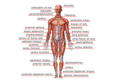 In the trunk, these form the three anterior body muscle layers. HUMAN BEING :: ANATOMY :: MUSCLES :: ANTERIOR VIEW image ...