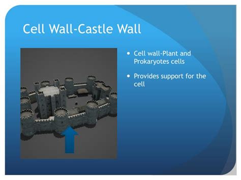 A cell wall is a structural layer surrounding some types of cells, just outside the cell membrane. PPT - Cell Analogy Cell - Castle PowerPoint Presentation ...