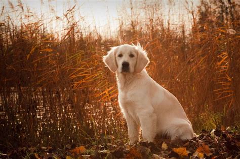 Hunting Dog Profile The Happy People Pleasing Golden Retriever