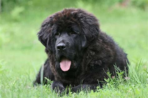 Tibetan Mastiff Dog Breeds Facts Advice And Pictures