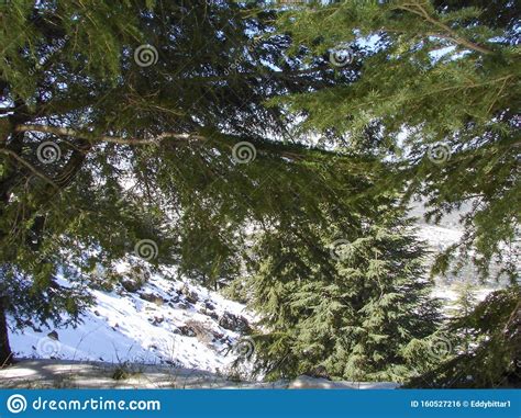 Arz Al Barouk Lebanon Cedars Snow Season Stock Photo Image Of Trees