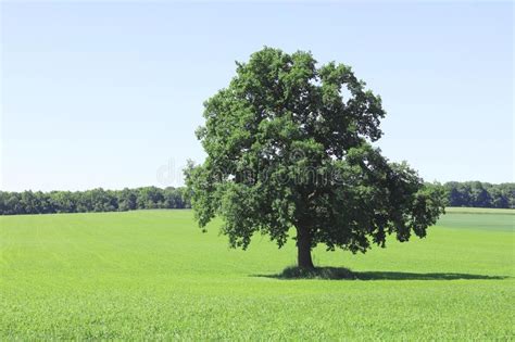 Beautiful Summer Landscape With Lonely Tree Stock Image Image Of