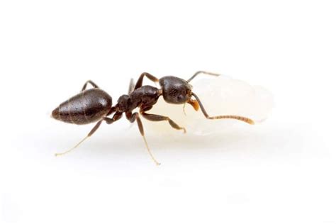 White Footed House Ant Technomyrmex Spp In Australia Professional