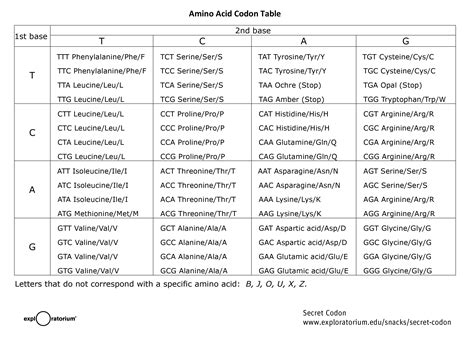 How many nucleotides make up a codon? - paperwingrvice.web ...
