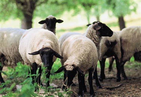 10 Facts About Sheep Farm Animals Topics Campaigns And Topics