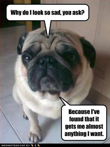 10 Images About Pug Sayings On Pinterest Pug Love