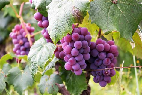 Grapes Your Guide To Growing Grapes With Lifestyle Home Garden