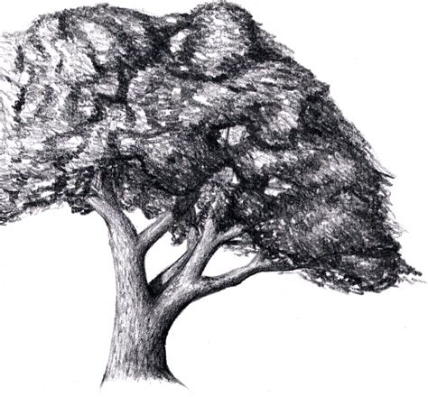 How To Draw Trees Ebook This