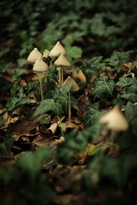Mushrooms In The Green Forest Posters And Prints By Diana Van Neck Printler