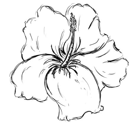 Pictures Of Flowers To Draw Beautiful Flowers