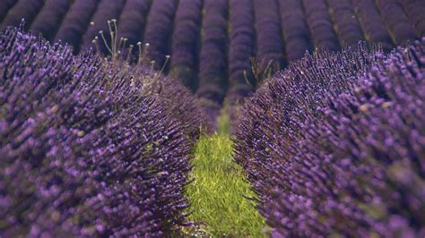 Download Wallpaper 3840x2160 Lavender Flowers Field Purple 4k Uhd 16
