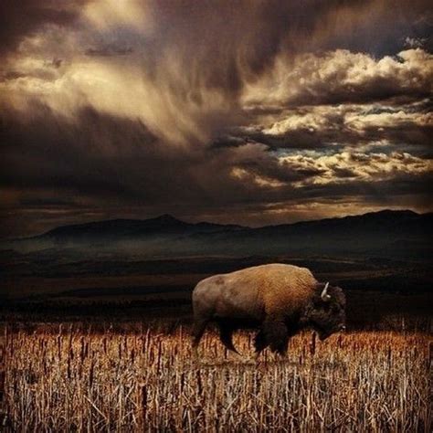 Buffalo In Montana With A Storm Coming Awesome Photograph