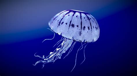 Purple Striped Jellyfish By Nestaeric Augmented Reality Jellyfish