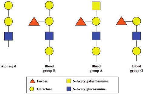 Glycan Structures Of Alpha Gal And Human Blood Groups Used With