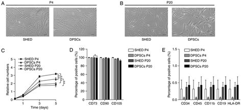 Shed And Dpscs Morphology Proliferation And Immunophenotype