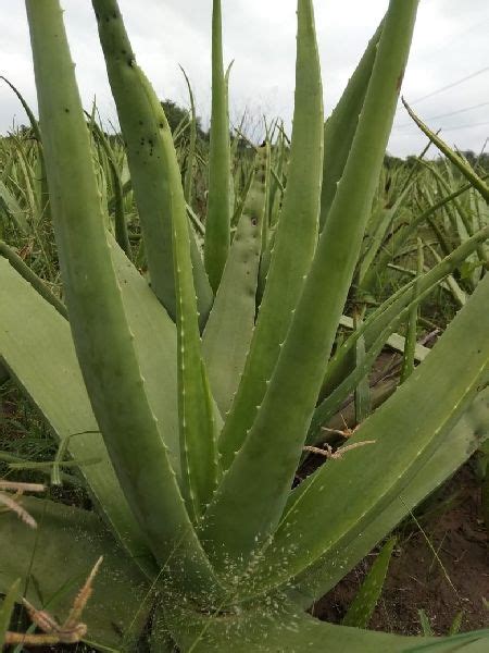 Acerola (ацерола) malpighia punicifolia (acerola) fruit extract. Natural Aloe Vera Plant Manufacturer in Uttarakhand India ...