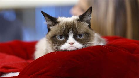 Grumpy Cat Le Chat Mieux Payé Que Cameron Diaz Et Matthew Mcconaughey