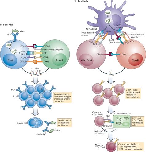 Pdf Expanding Roles For Cd T Cells In Immunity To Viruses