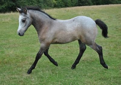 connemara pony gallop  discover