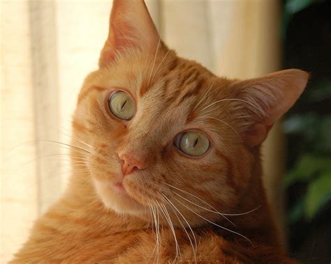 Рыжие коты красивые картинки 100 фото