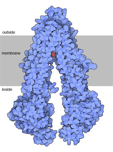 We did not find results for: PDB-101: Molecule of the Month: P-glycoprotein