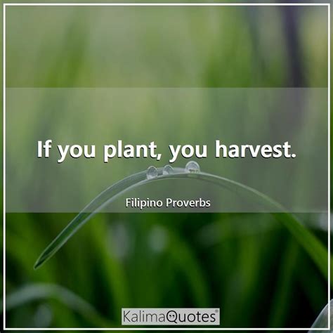 If You Plant You Harvest Filipino Proverb Adage Interesting Quotes