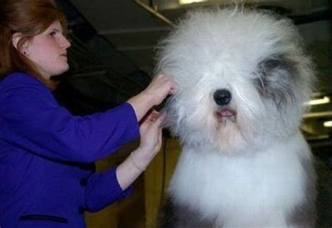 Worst Dog Haircuts 49 Pics