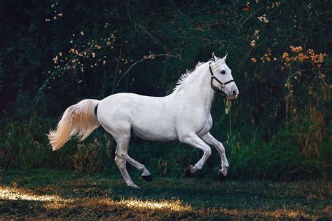 Hd Wallpaper Running White Horse Mammal Animal Andalusian Horse