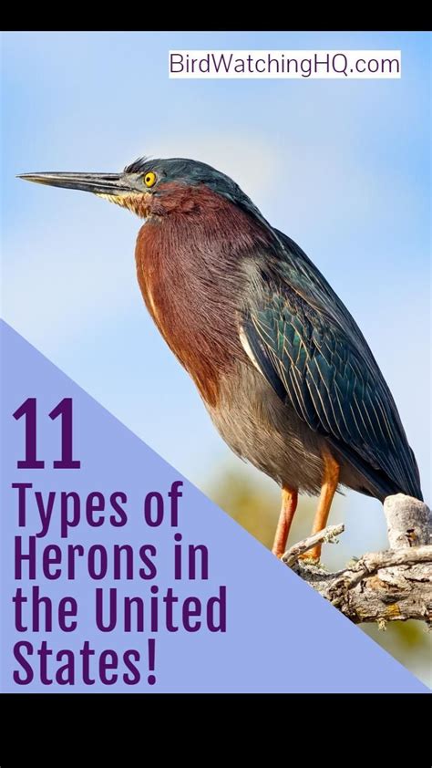 Types Of Herons In The United States 11 Species Heron Bird