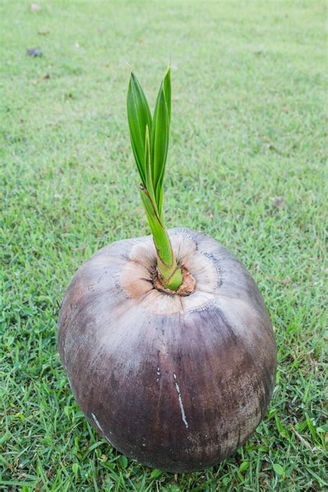 Coconut Seedlings Stock Image Image Of Germinate Tree 31543557