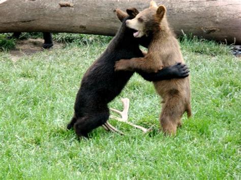 Playful Bear Cubs At Bear Country Picture Of Bear Country Usa Rapid