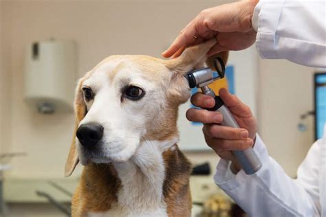 Otitis En Perros Causas Tratamiento Y Prevención De La Enfermedad