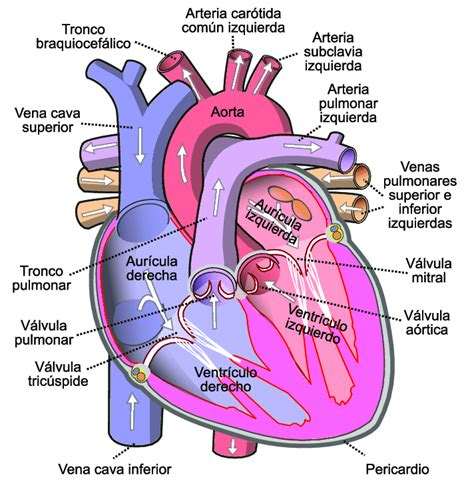 Cuáles Son Las Partes Del Corazón Partes Del Corazon Humano Anatomía