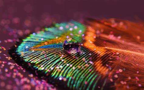 Peacock Feather Wallpaper 59 Images