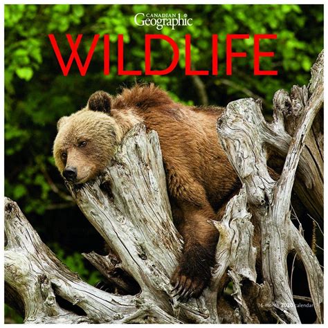 Canadian Geographic Best Wildlife Photography 2021 Wildlife Aestetic 2021