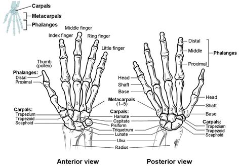 Bones Of The Hand Labeled New Bones Of The Upper Limb Upper Limb
