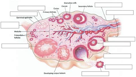 Internal Ovary Anatomy Diagram Quizlet