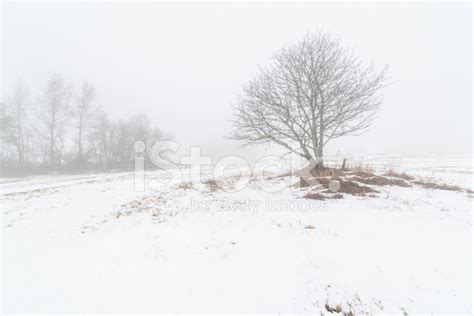 One Tree On A Foggy Winter Field Stock Photo Royalty Free Freeimages