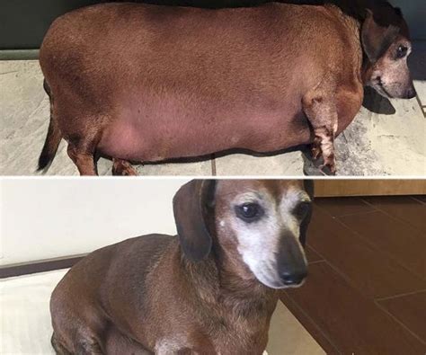 Morbidly Obese Texas Wiener Dog Fat Vincent Now Skinny Vinnie