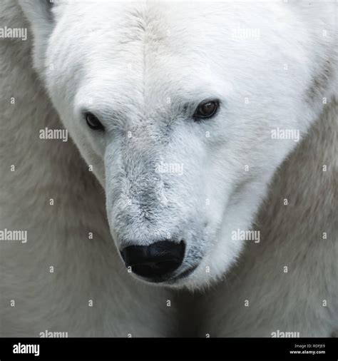 Polar Bear Portrait Stock Photo Alamy