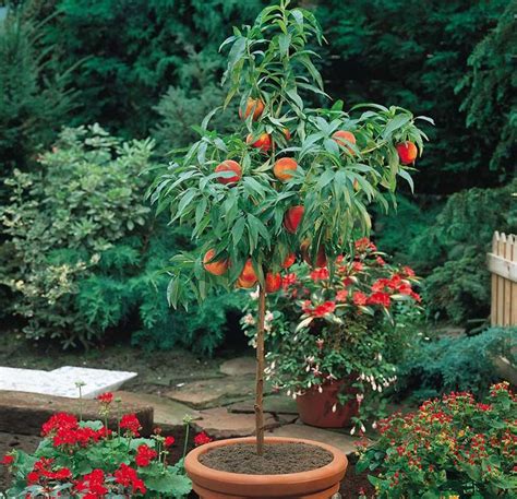 How To Grow Peaches And Nectarines In A Pot Fast Growing Fruit Trees